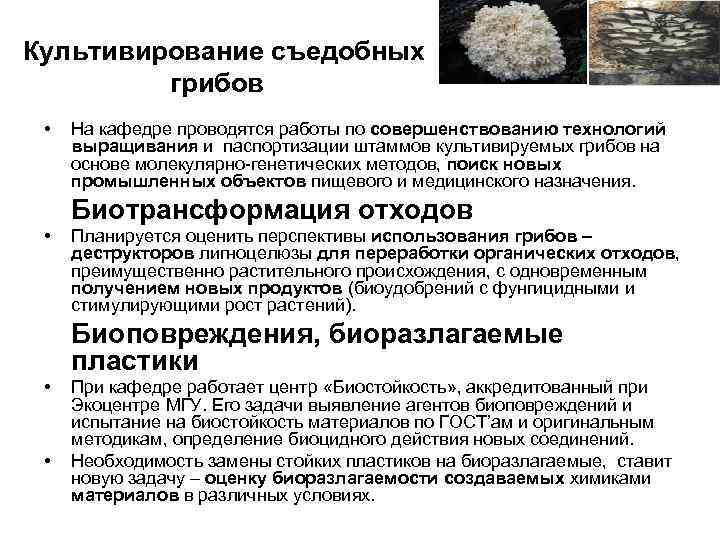 Культивирование съедобных грибов • На кафедре проводятся работы по совершенствованию Культивирование съедобных грибов • На кафедре проводятся работы по совершенствованию