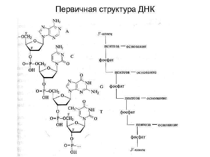 Схема первичной структуры днк