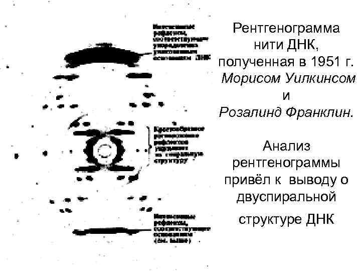  Рентгенограмма нити ДНК, полученная в 1951 г. Морисом Уилкинсом   и Розалинд