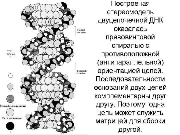  Построеная стереомодель двуцепочечной ДНК  оказалась правовинтовой  спиралью с  противоположной (антипараллельной)