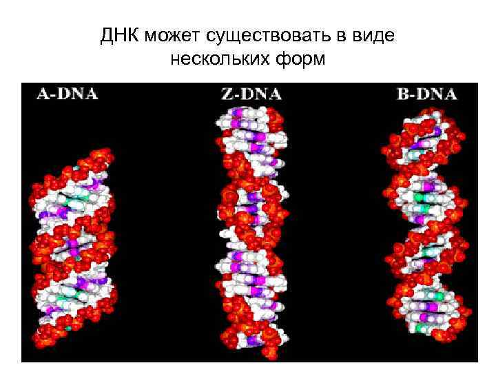 ДНК может существовать в виде  нескольких форм 