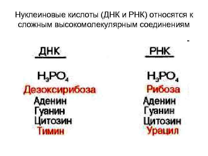 Нуклеиновые кислоты (ДНК и РНК) относятся к сложным высокомолекулярным соединениям 