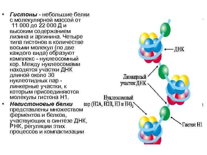 Каким номером на рисунке обозначена структура которая образована молекулами днк и белками гистонами