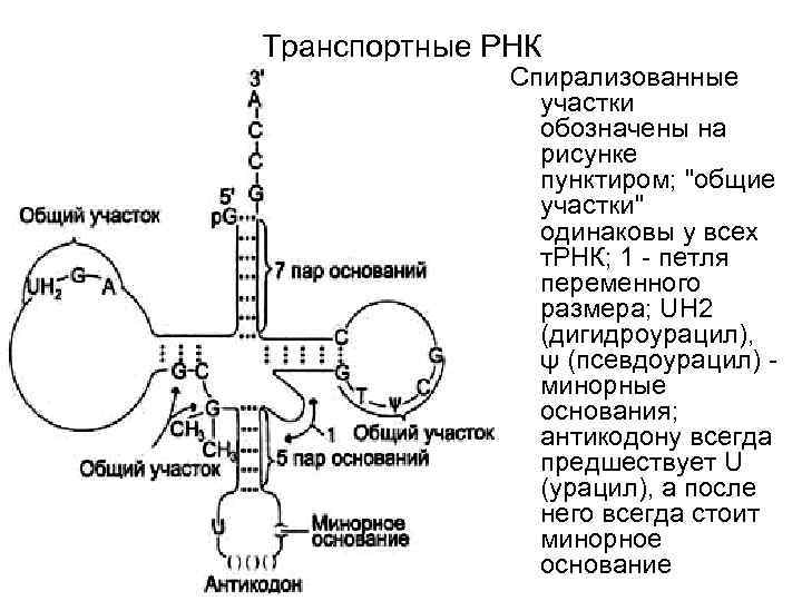 Антикодон трнк уац