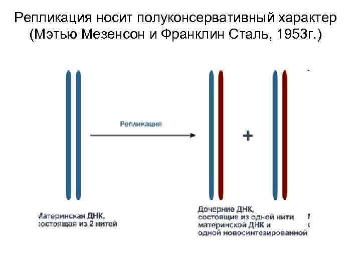 Репликация носит полуконсервативный характер  (Мэтью Мезенсон и Франклин Сталь, 1953 г. ) 