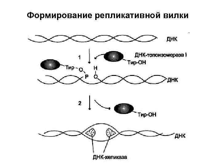 Формирование репликативной вилки 