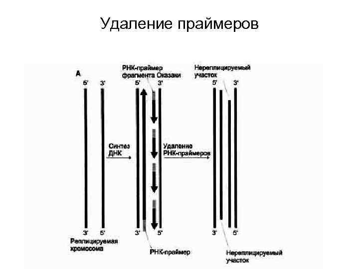 Удаление праймеров 