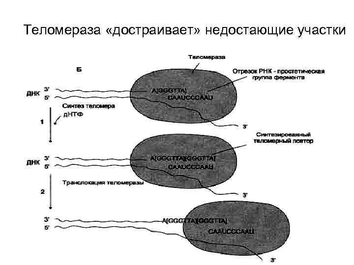 Теломераза «достраивает» недостающие участки 