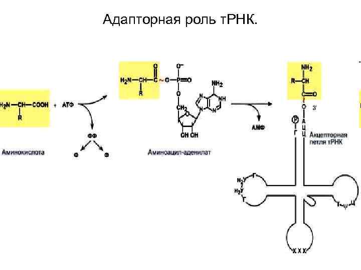 Образование антикодона трнк