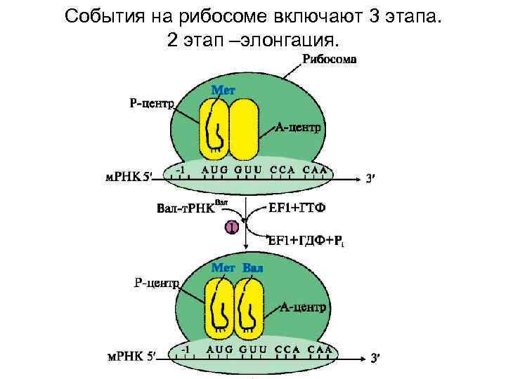 Рибосомы синтезируют полипептиды. Трансляция схема рибосо. Схема трансляции на рибосоме. Строение рибосомы. Элонгация схема.