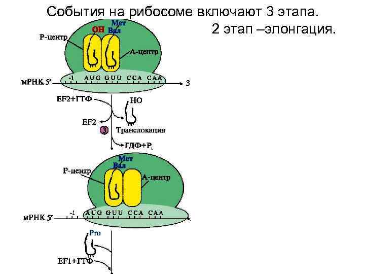 События на рибосоме включают 3 этапа.    2 этап –элонгация. 