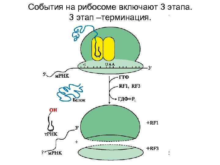 События на рибосоме включают 3 этапа.  3 этап –терминация. 