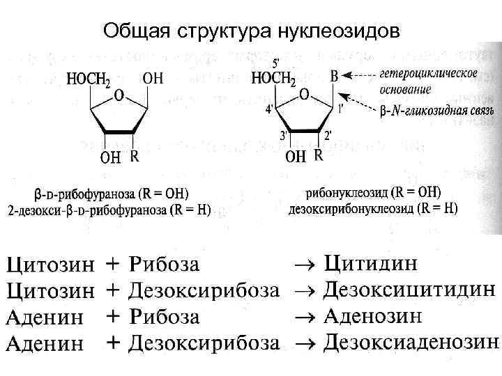 Общая структура нуклеозидов 