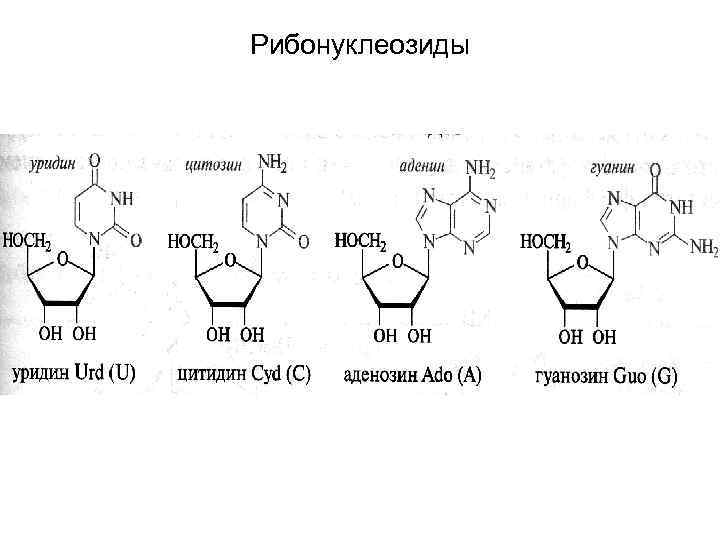 Рибонуклеозиды 