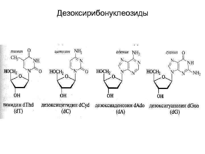 Матричные нуклеиновые кислоты. Дезоксирибонуклеозиды. Дезоксирибонуклеозид формула. Названия всех рибонуклеозидов и дезоксирибонуклеозидов. Дезоксирибонуклеозид DT.