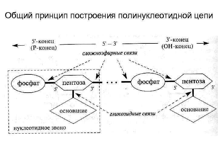 Общий принцип построения полинуклеотидной цепи 