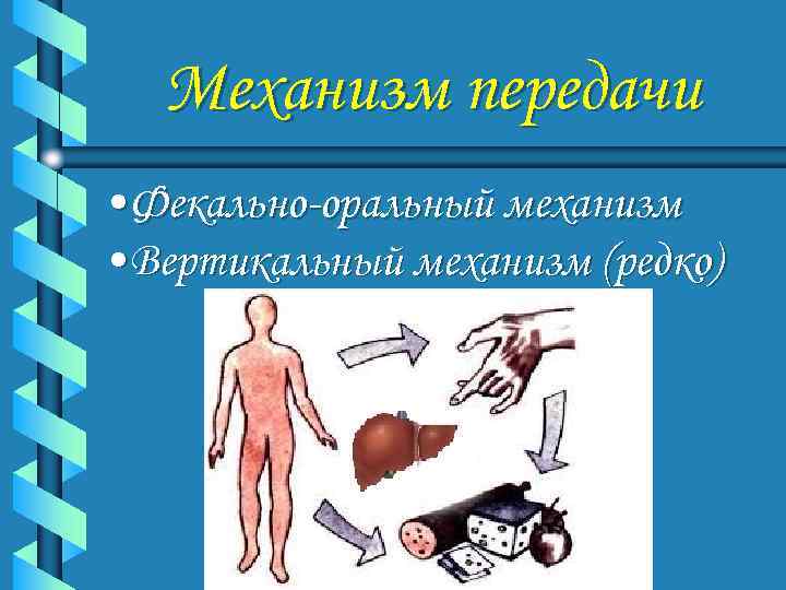   Механизм передачи • Фекально-оральный механизм • Вертикальный механизм (редко) 
