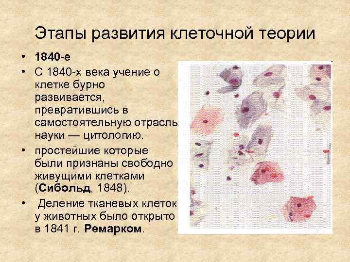  Этапы развития клеточной теории • 1840 -е • С 1840 -х века учение