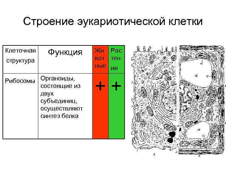 Строение эукариотической клетки функции органоидов