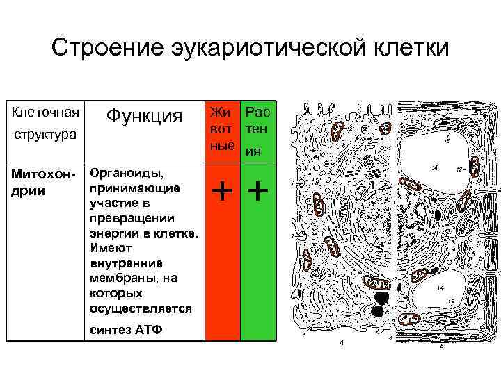  Строение эукариотической клетки Клеточная Функция  Жи Рас структура    вот