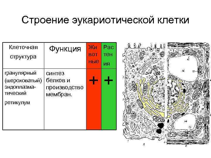  Строение эукариотической клетки  Клеточная  Функция   Жи Рас структура 
