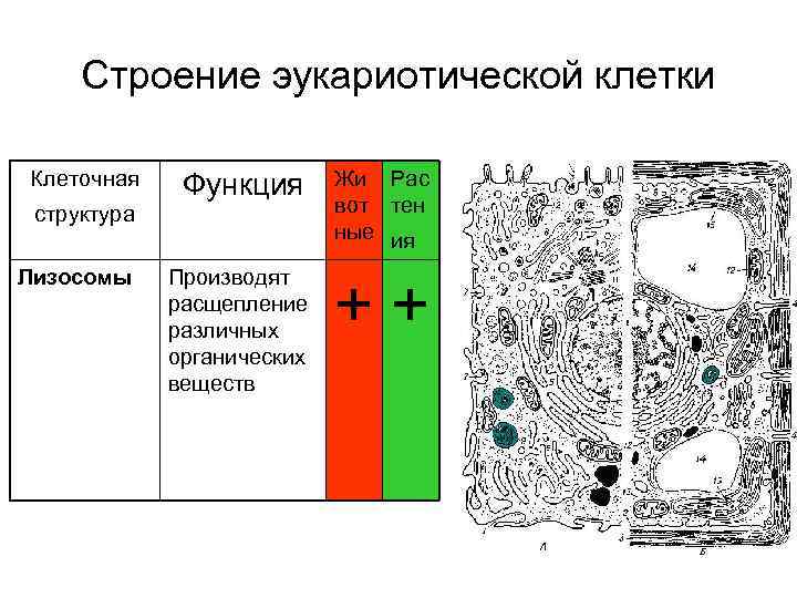  Строение эукариотической клетки Клеточная Функция  Жи Рас структура    вот