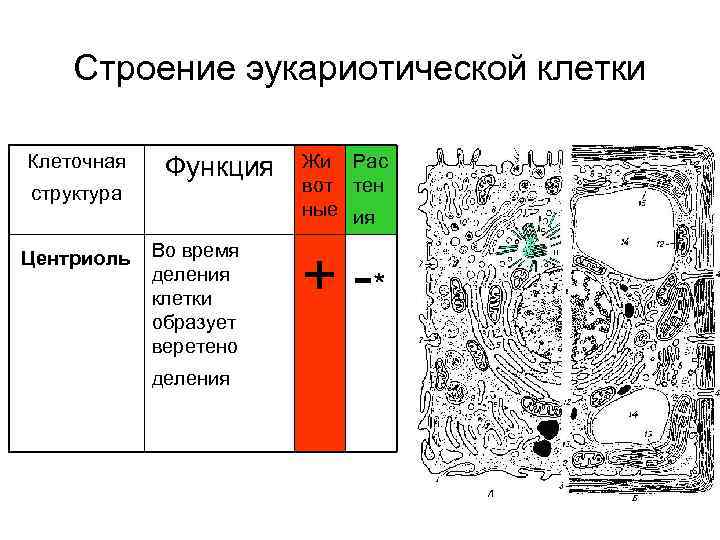  Строение эукариотической клетки  Клеточная Функция  Жи Рас структура   