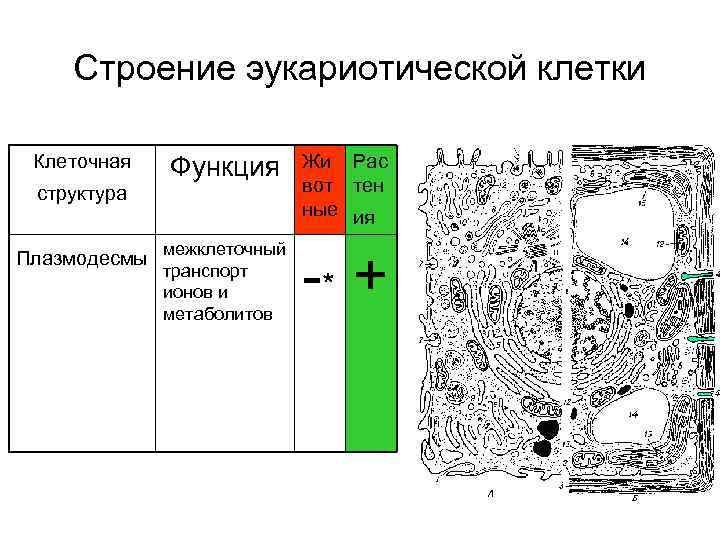 Строение эукариотической клетки таблица