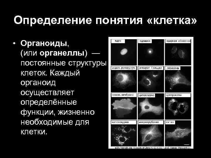 Определение понятия «клетка»  • Органоиды,   (или органеллы) —  постоянные структуры