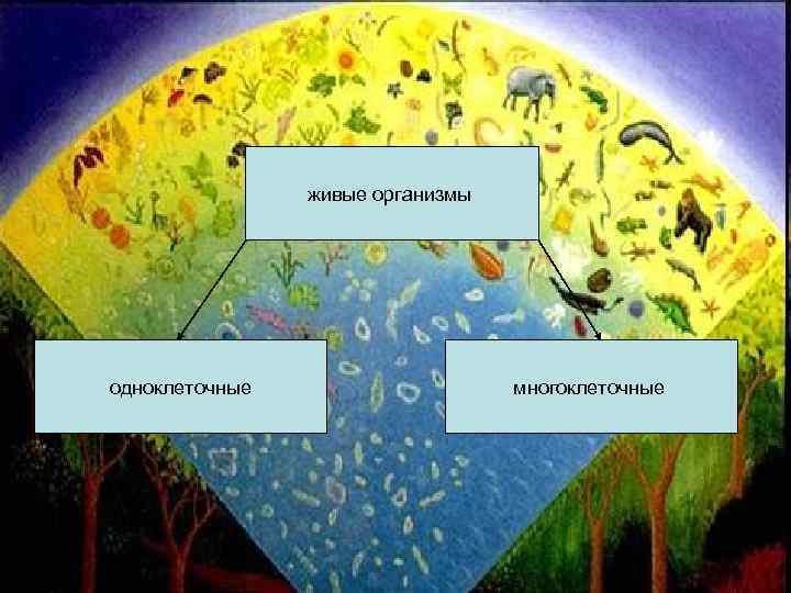     живые организмы одноклеточные     многоклеточные 