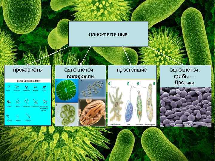 Почему бактерии вирусы одноклеточные водоросли. Одноклеточные прокариоты. Одноклеточные прокариотические организмы. Простейшие доядерные одноклеточные организмы. Первые одноклеточные прокариоты.
