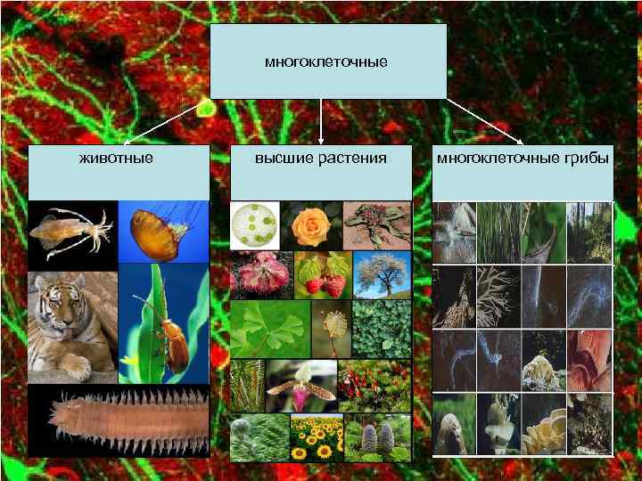 Многоклеточные организмы фото