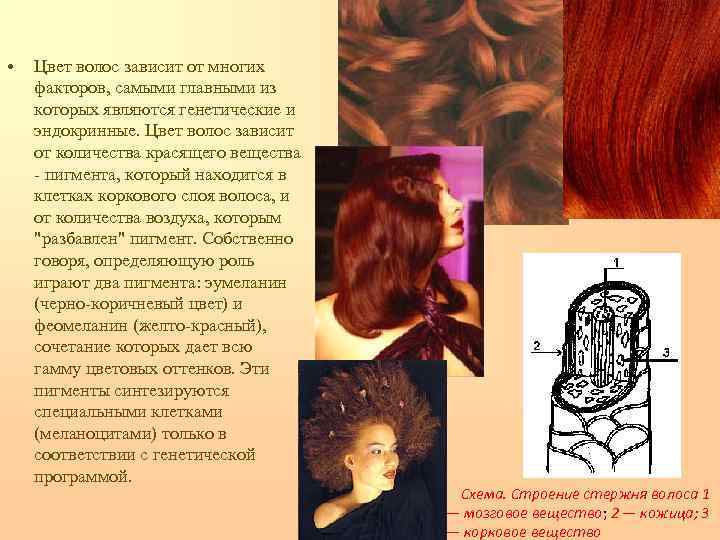  •  Цвет волос зависит от многих факторов, самыми главными из которых являются