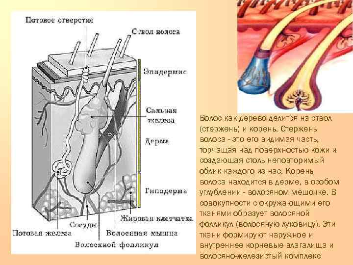 Волос как дерево делится на ствол (стержень) и корень. Стержень волоса - это его