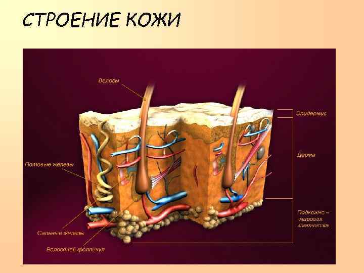 СТРОЕНИЕ КОЖИ 