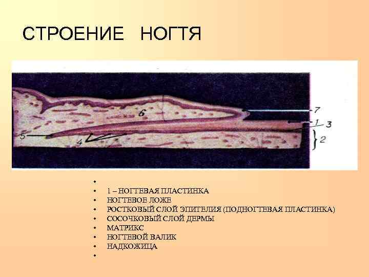 СТРОЕНИЕ  НОГТЯ  •  1 – НОГТЕВАЯ ПЛАСТИНКА  •  НОГТЕВОЕ