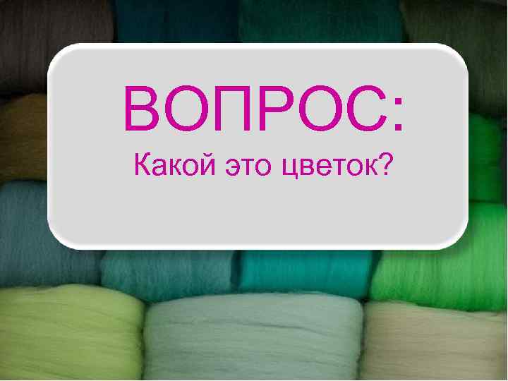 ВОПРОС:  Какой это цветок? 