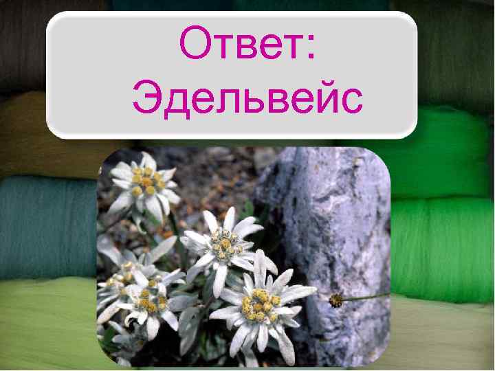 Ответ: Эдельвейс 