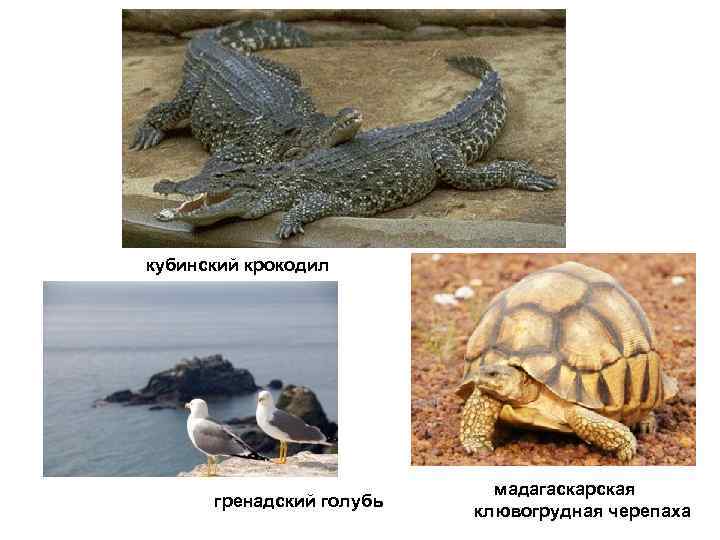 кубинский крокодил       мадагаскарская  гренадский голубь  