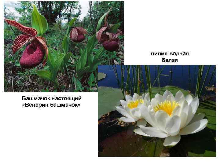      лилия водная      белая Башмачок