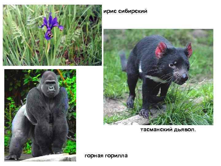  ирис сибирский    тасманский дьявол. горная горилла 