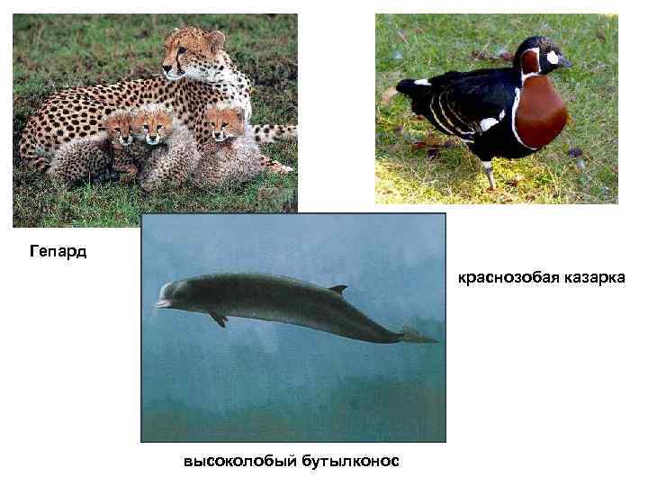 Гепард      краснозобая казарка   высоколобый бутылконос 