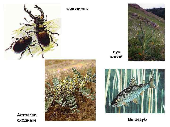   жук олень     лук     косой