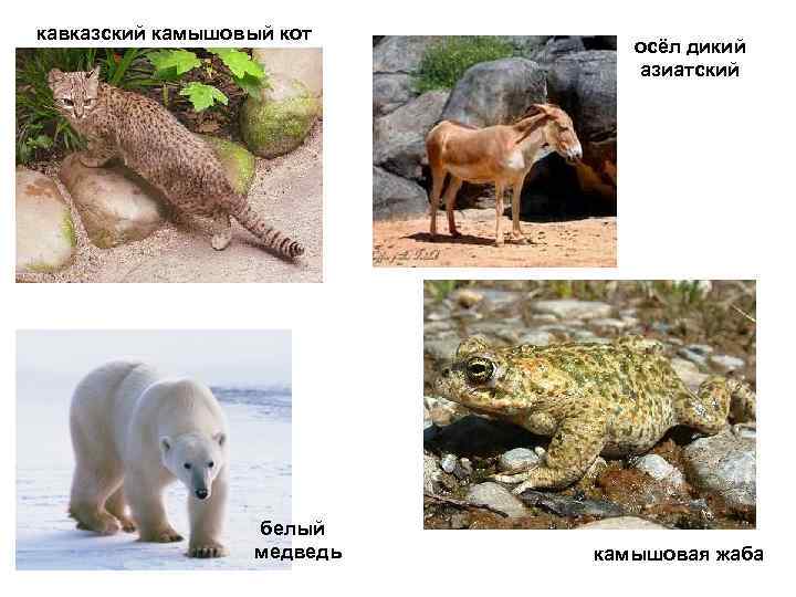 кавказский камышовый кот       осёл дикий   