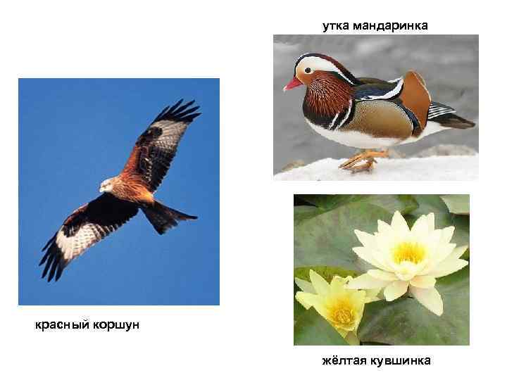    утка мандаринка красный коршун    жёлтая кувшинка 