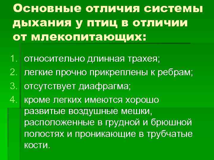 Основные отличия системы дыхания у птиц в отличии от млекопитающих: 1.  относительно длинная