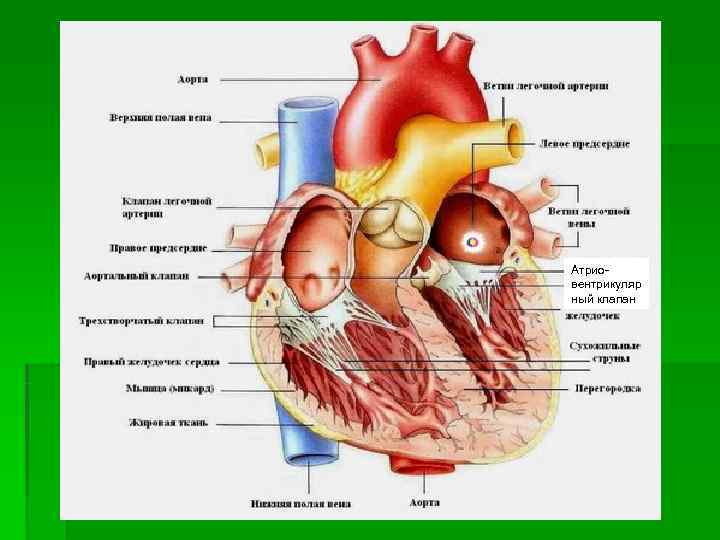 Атрио- вентрикуляр ный клапан 
