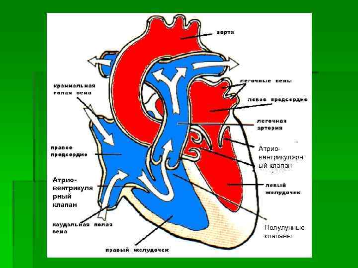    Атрио-   вентрикулярн   ый клапан Атрио- вентрикуля рный
