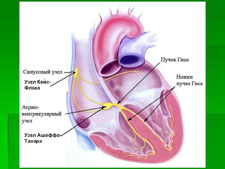 Узел Кейс- Фляка Узел Ашоффа- Тавара 