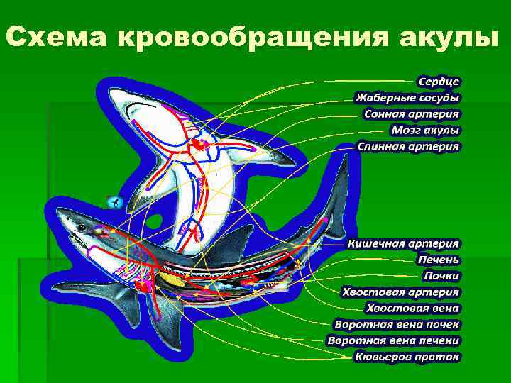 Строение кровеносной системы акулы. Кровоносна система хрящевых рыбах. Сердце акулы строение. Круг кровообращения акулы.